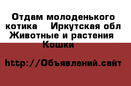 Отдам молоденького котика. - Иркутская обл. Животные и растения » Кошки   